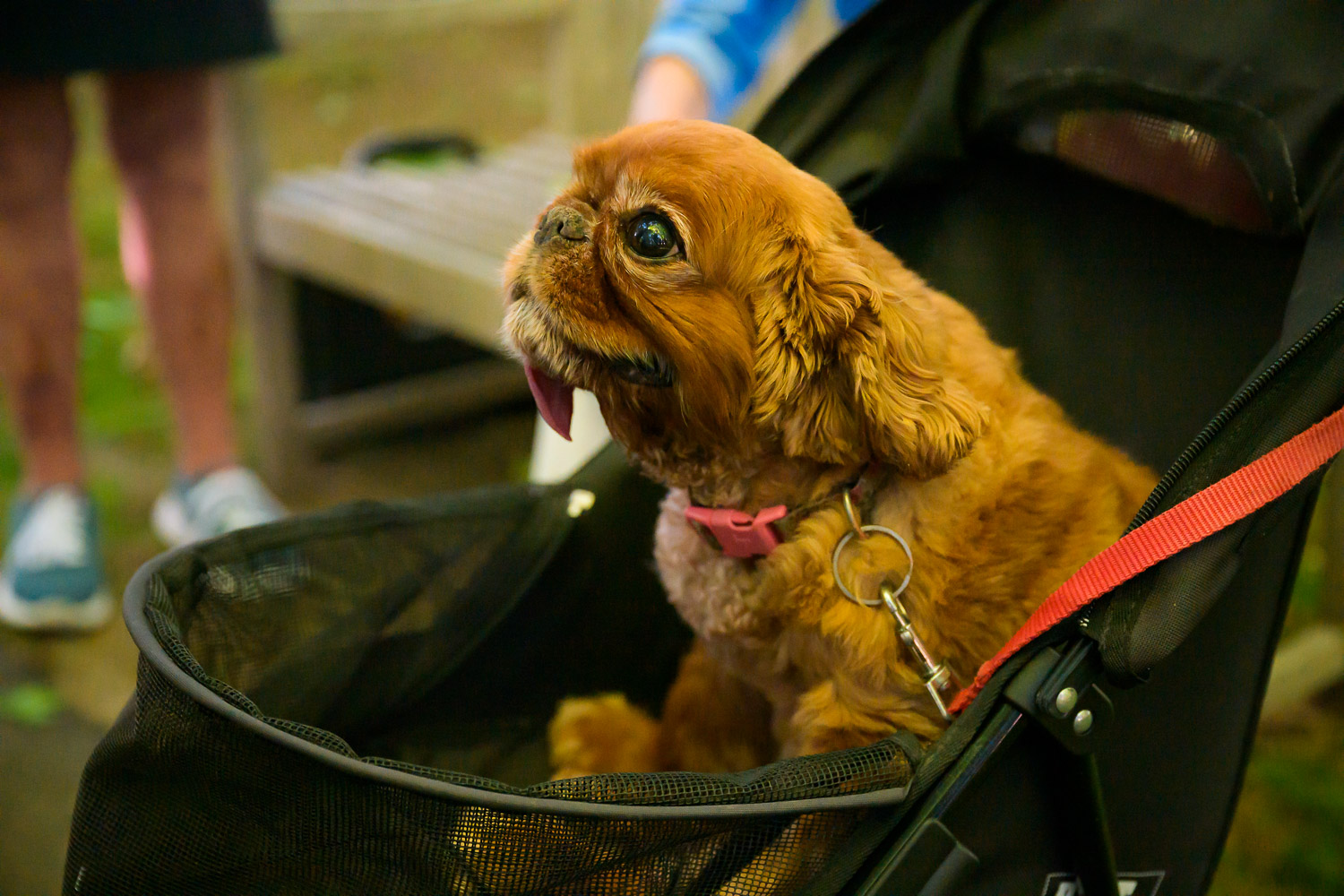 Pipa, an Edgehill resident’s small brown dog, sits happily in a pet stroller while enjoying time outdoors on campus.