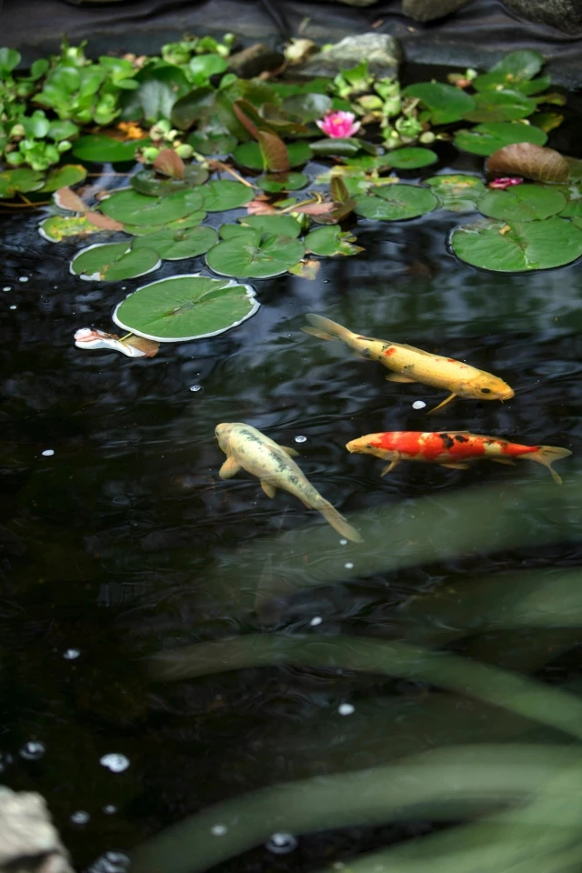 Koi in pond