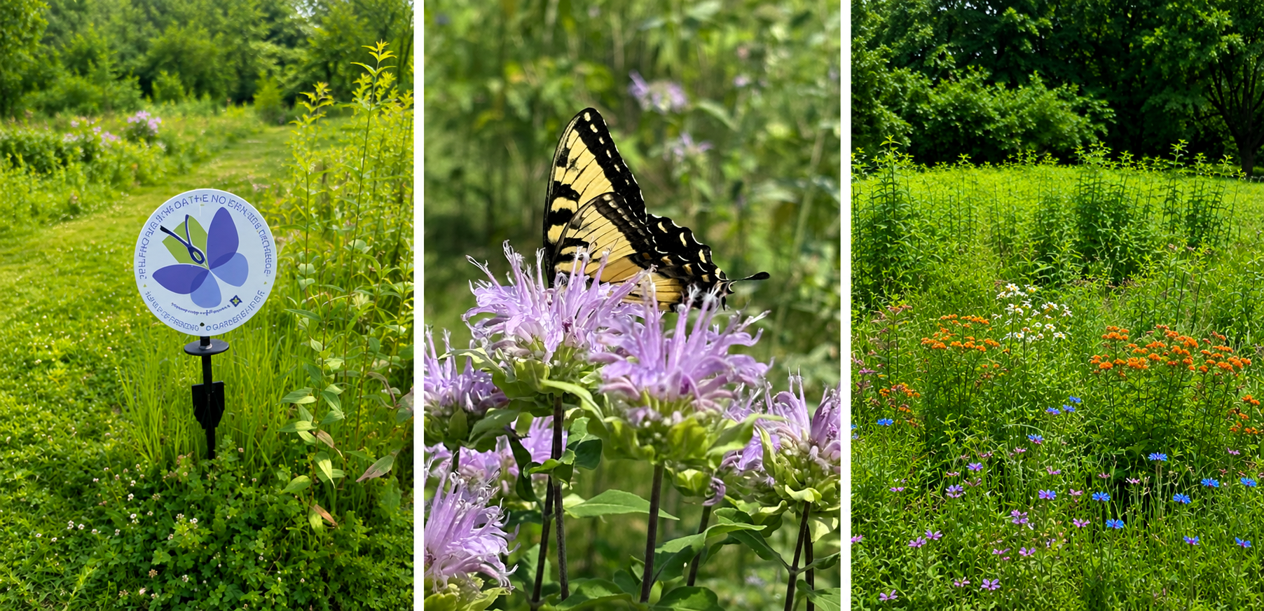 Three vertical nature photos displayed side by side for a blog layout. The left image shows a pollinator-friendly garden sign along a grassy path surrounded by wild greenery. The center image features a yellow and black swallowtail butterfly resting on soft purple wildflowers. The right image captures a blooming meadow filled with native plants, orange and blue wildflowers and lush green foliage beneath mature trees.